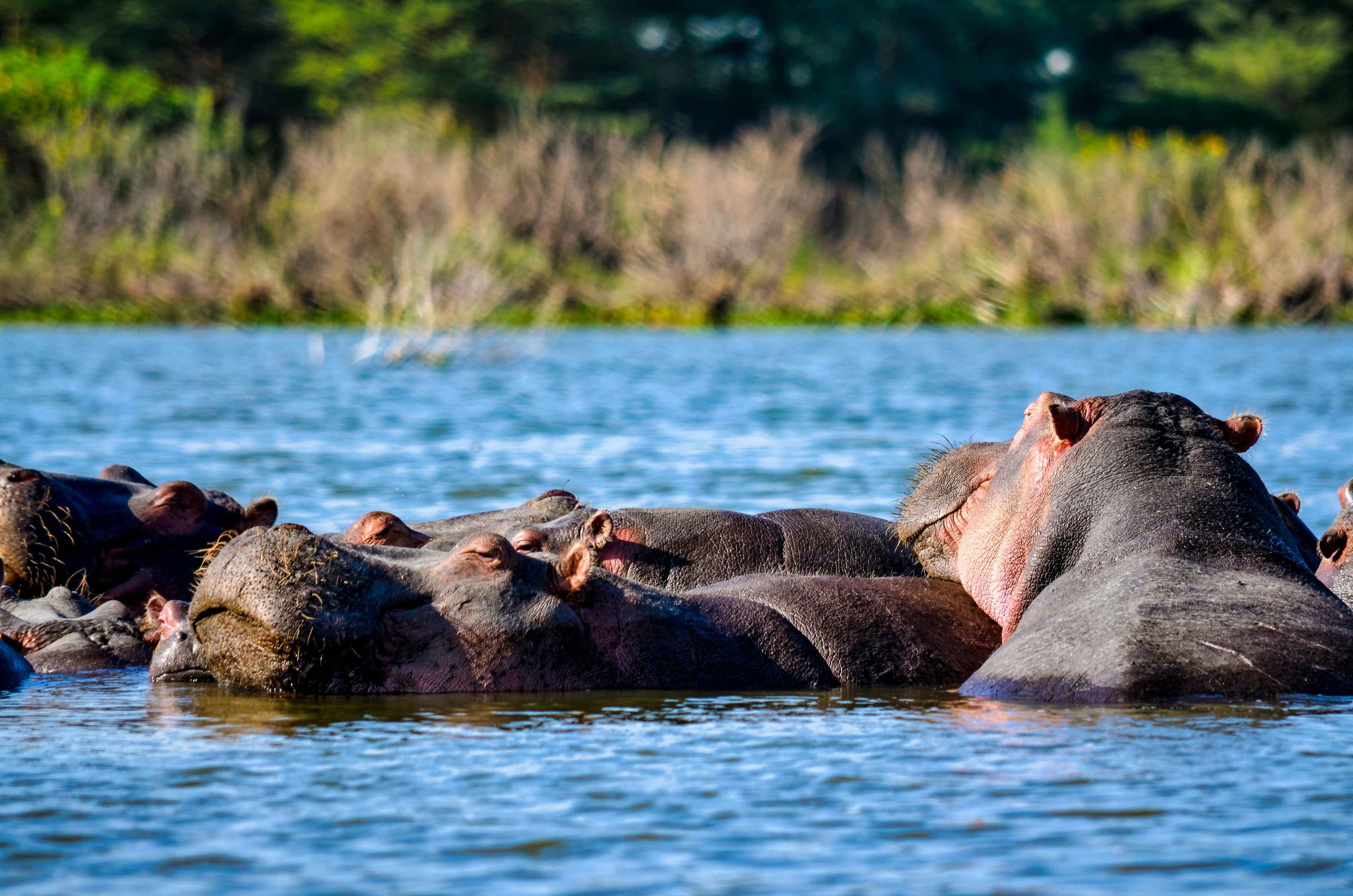 Safari al Lake Nakuru National Park