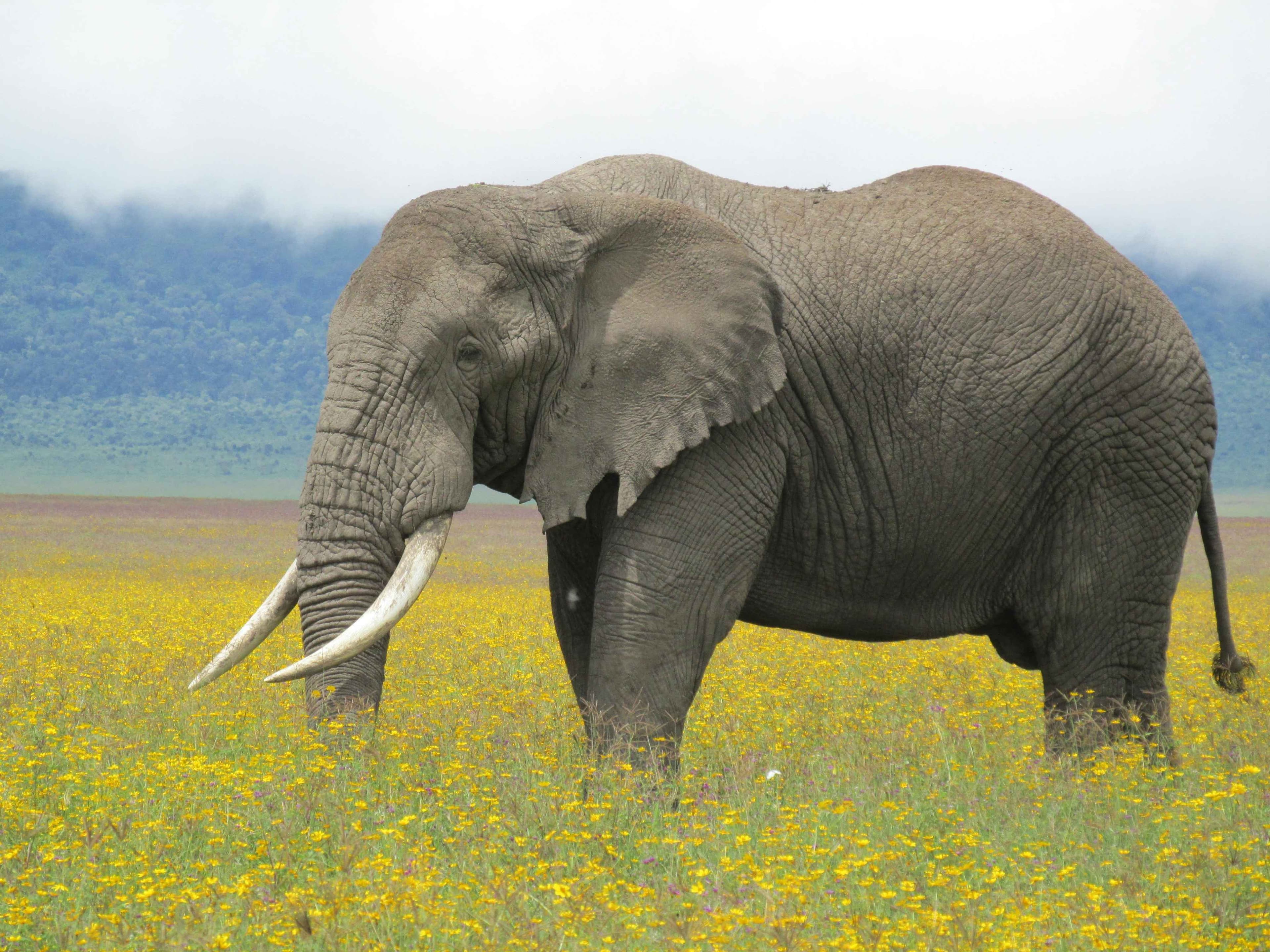 Safari al Ngorongoro Crater