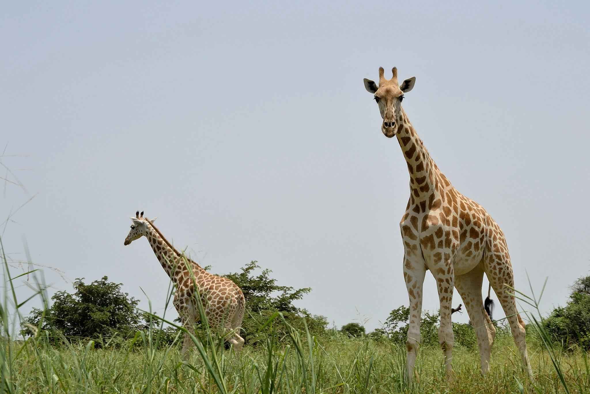 Conservazione della Giraffa Rothschild a Nakuru
