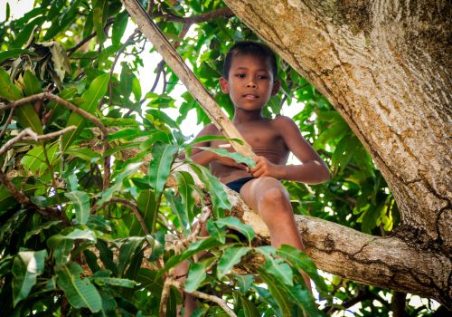 Boy climbing a tree