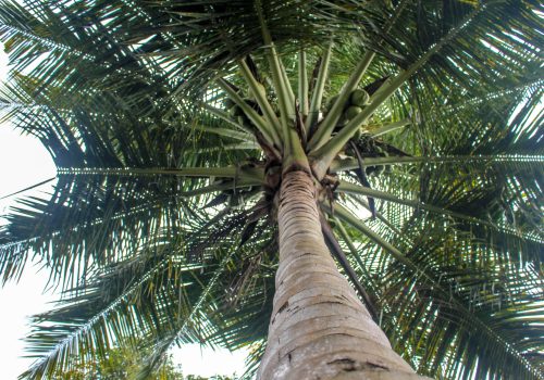 Coconut tree in the garden
