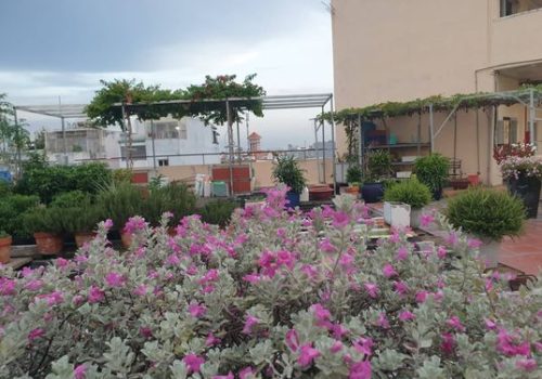 Copy of little garden