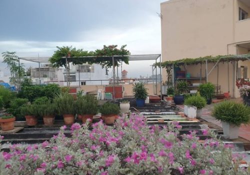 Copy of little garden(4)