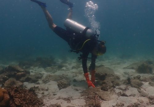Coral conservation trip-25