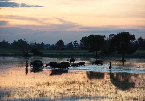 Cows on a lake