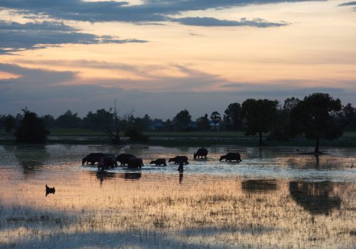 _Cows on a lake