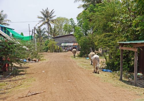 _Cows walking in the village
