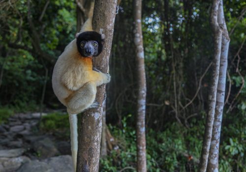 _Lemur on tree