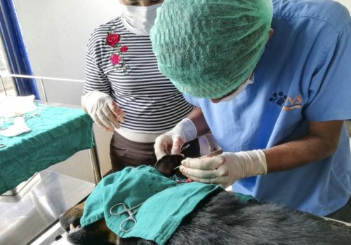 _help_a_dog-09.jpg_2