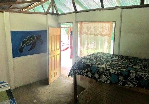 turtle project (5)