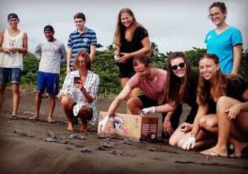turtle project2