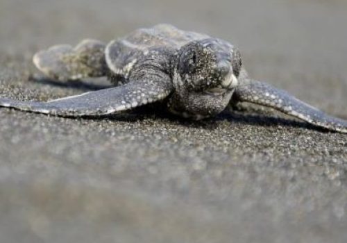 turtle project5