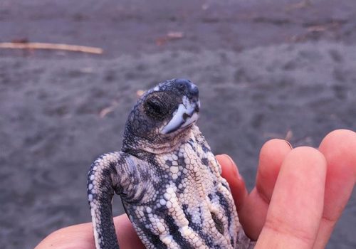 turtle project6